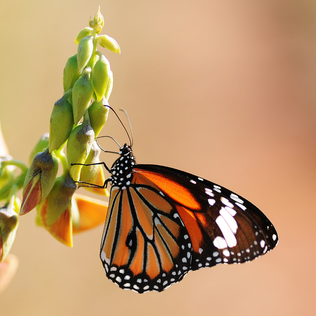 The Butterfly of Parfums Hanae Mori: A Symbol of Transformation and Preservation