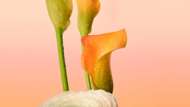 Parfums Hanae Mori Spring 2025 Macro Flower