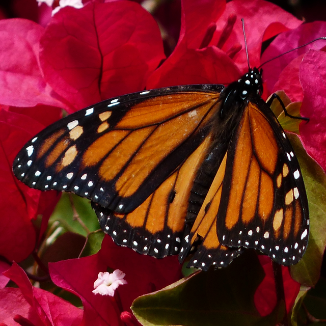 Monarch butterfly resting on a vibrant flower, showcasing its orange and black wings.