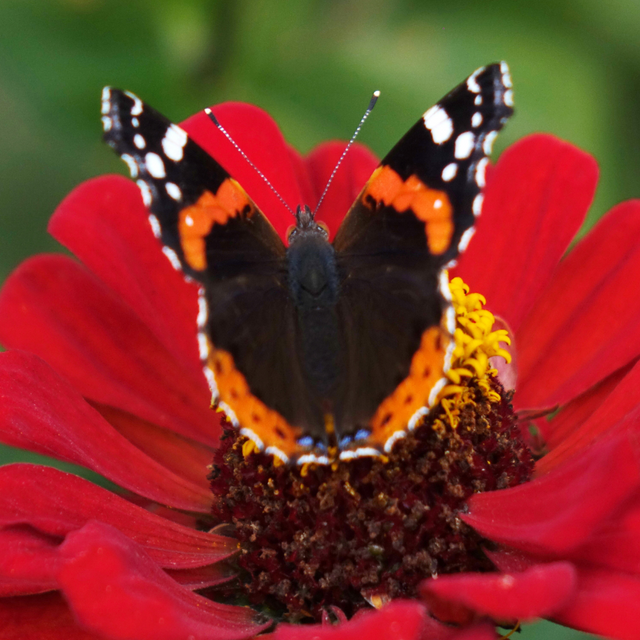 Monarch butterfly resting on a vibrant flower, showcasing its orange and black wings.