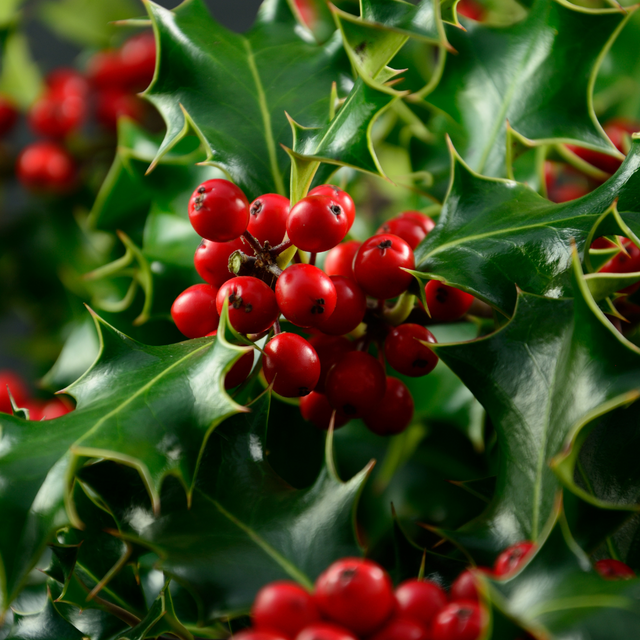 Christmas holly branches adorned with bright red berries and glossy green leaves.